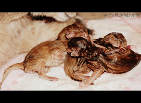 Alle kittens net geboren (2014-2015)