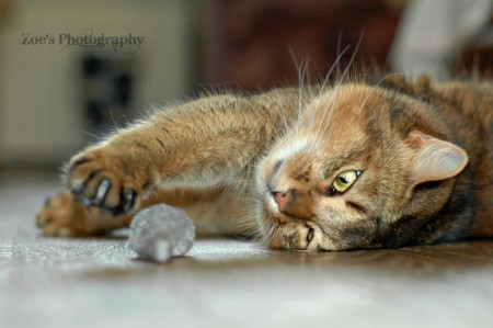 Loki met zijn muisje