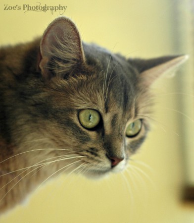 Ginny 'De blauwe dame'